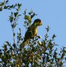 [Orange-fronted Parakeet]