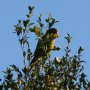 [Orange-fronted Parakeet]