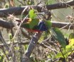 [Painted Bunting]