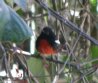 [Painted Redstart]