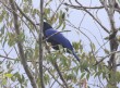 [Purplish-backed Jay]