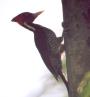 [Pale-billed Woodpecker]