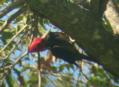 [Pale-billed Woodpecker]