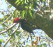 [Pale-billed Woodpecker]