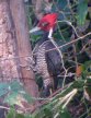 [Pale-billed Woodpecker]