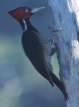 [Pale-billed Woodpecker]