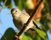 [Plumbeous Vireo]