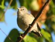 [Plumbeous Vireo]