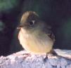 [Pacific-slope Flycatcher]