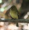 [Pacific-slope Flycatcher]