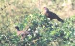 [Rufous-bellied Chachalaca]