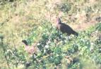 [Rufous-bellied Chachalaca]