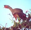 [Rufous-bellied Chachalaca]