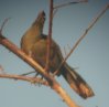 [Rufous-bellied Chachalaca]