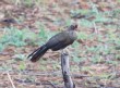 [Rufous-bellied Chachalaca]