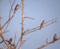 [Rose-brested Grosbeak]