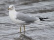 [Ring-billed Gull]