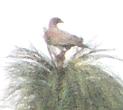 [Red-billed Pigeon]