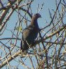 [Red-billed Pigeon]