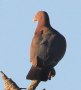 [Red-billed Pigeon]