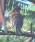 [Rufous-backed Robin]