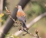 [Rufous-backed Robin]