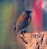 [Rufous-backed Robin]