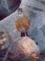 [Rufous-backed Robin]