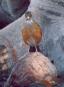 [Rufous-backed Robin]