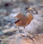 [Rufous-backed Robin]