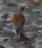 [Rufous-backed Robin]