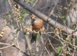 [Rufous-backed Robin]