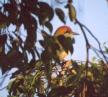 [Russet-crowned Motmot]