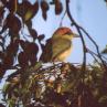 [Russet-crowned Motmot]