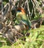 [Russet-crowned Motmot]