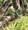 [Russet-crowned Motmot]