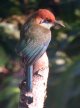 [Russet-crowned Motmot]