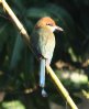 [Russet-crowned Motmot]