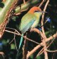 [Russet-crowned Motmot]