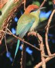 [Russet-crowned Motmot]