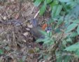 [Rusty-capped Sparrow]