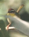 [Rufous-capped Warbler]