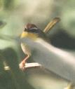 [Rufous-capped Warbler]