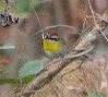 [Rufous-capped Warbler]