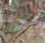 [Rufous-capped Warbler]