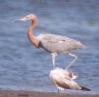 [Reddish Egret]