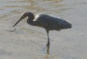 [Reddish Egret]