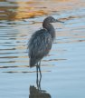 [Reddish Egret]