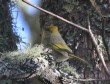 [Red-headed Tanager]