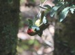 [Red-headed Tanager]